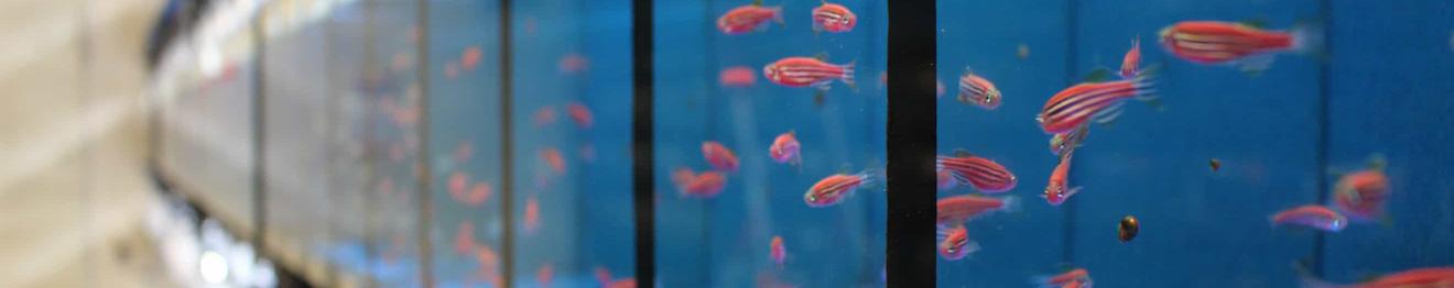 A picture of several zebrafishes in different tanks in a facility
