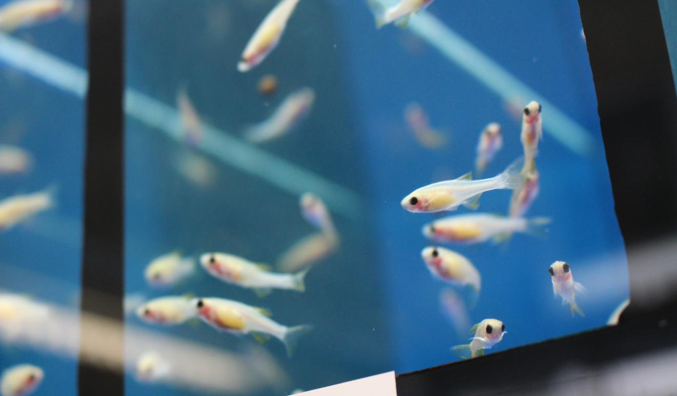 Nahaufnahme einer Anzahl kleiner Fische in einem Tank, der von PyRAT Aquatic überwacht und gesteuert wird.