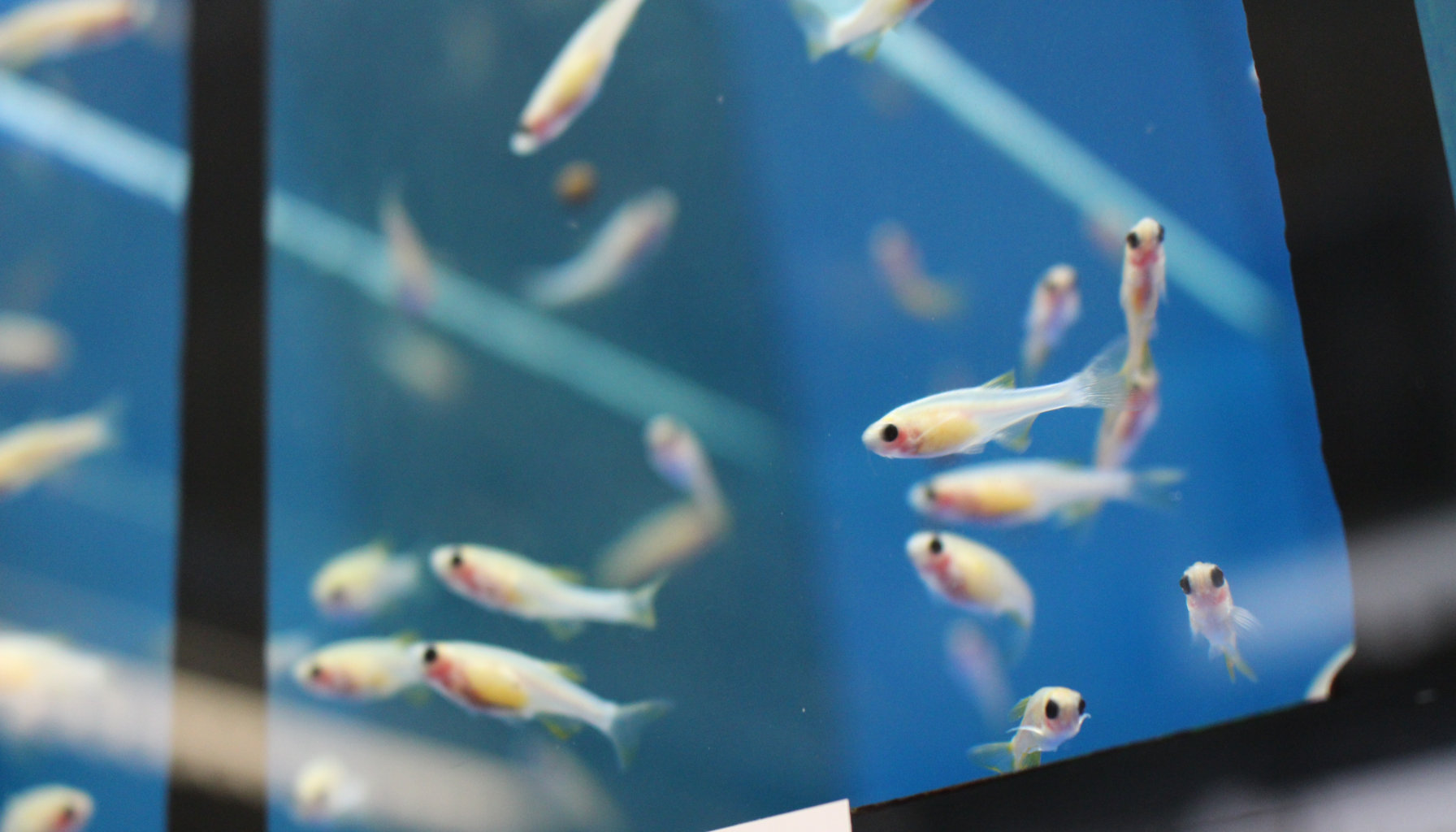 Close-up view of a number of small fish in a tank monitored and controlled by PyRAT Aquatic
