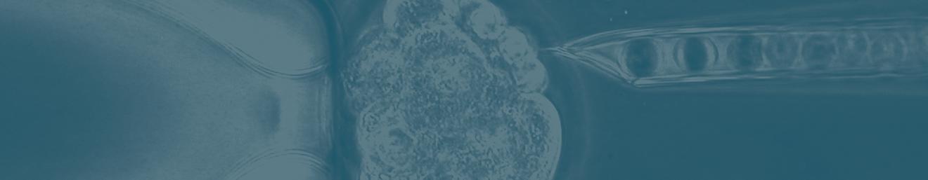 Injecting embryonic stem cells into a blastocyst.